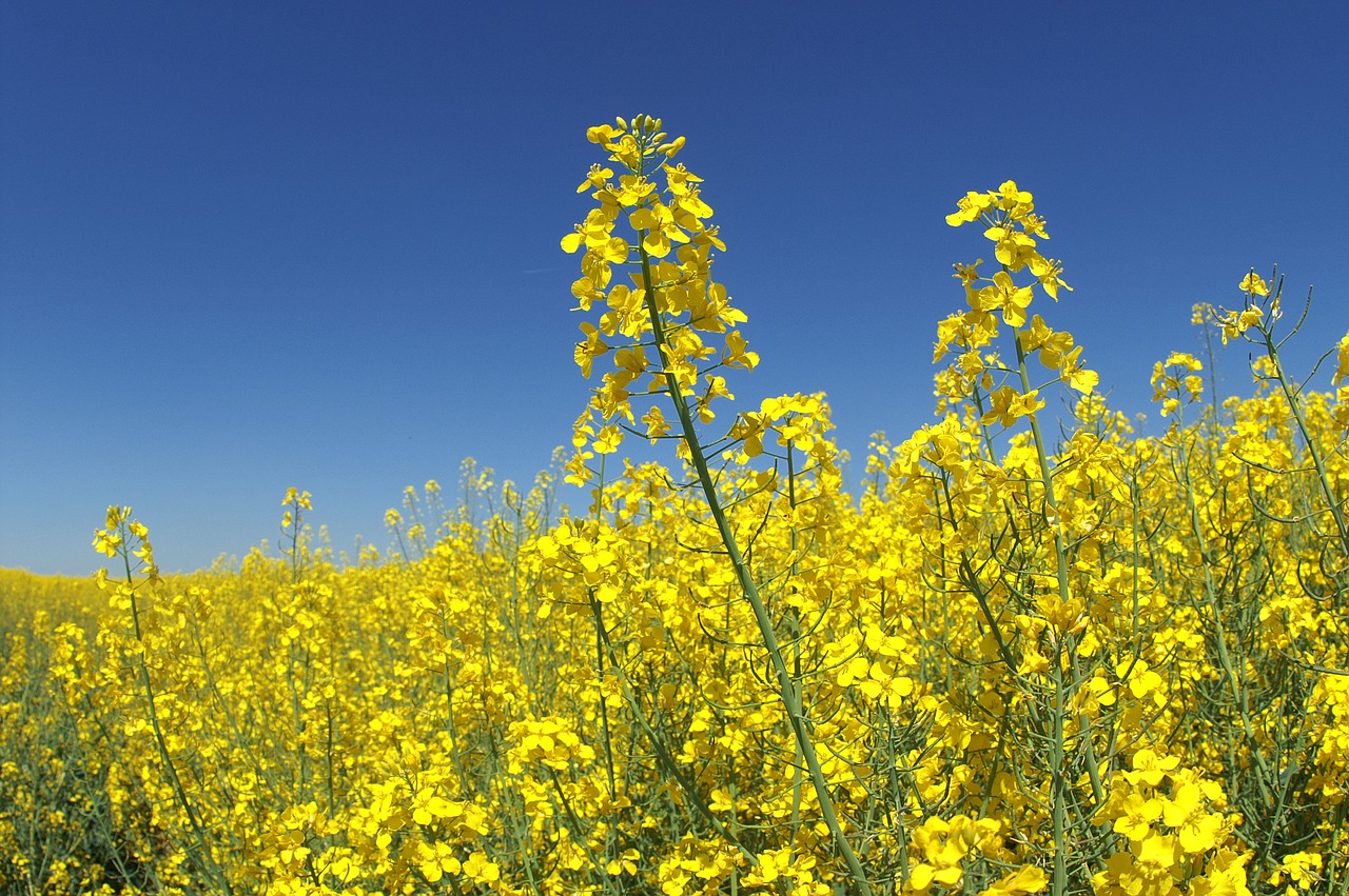 agriculture field flower free photo