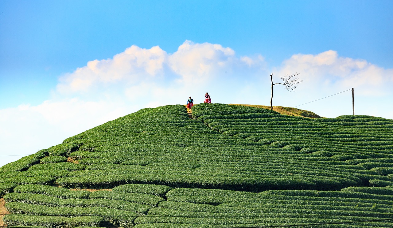 agriculture landscape field free photo