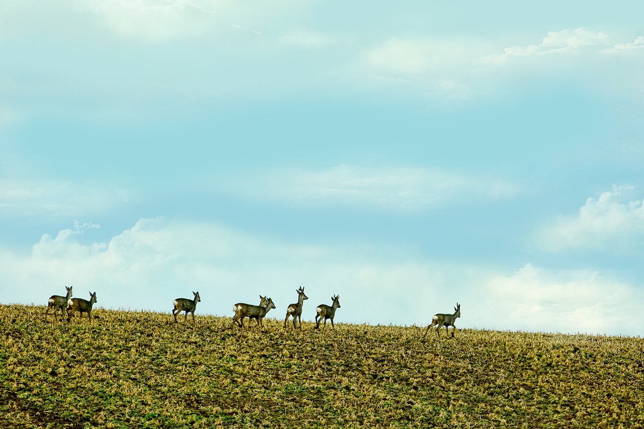 agriculture field deer free photo