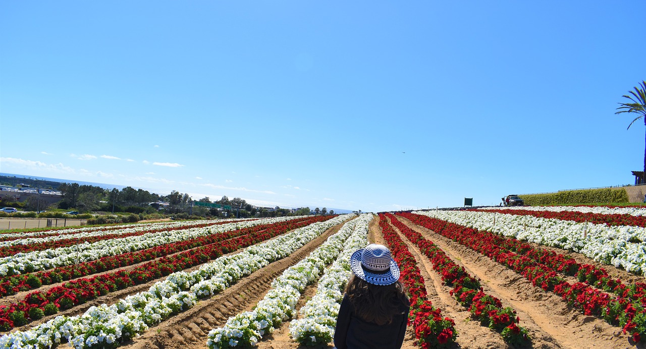 agriculture field outdoors free photo