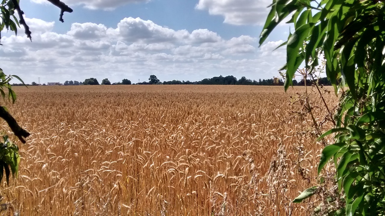 agriculture crop wheat free photo