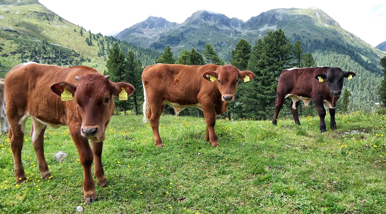 agriculture cow meadow free photo