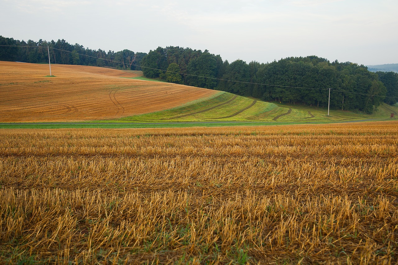 agriculture field harvest free photo