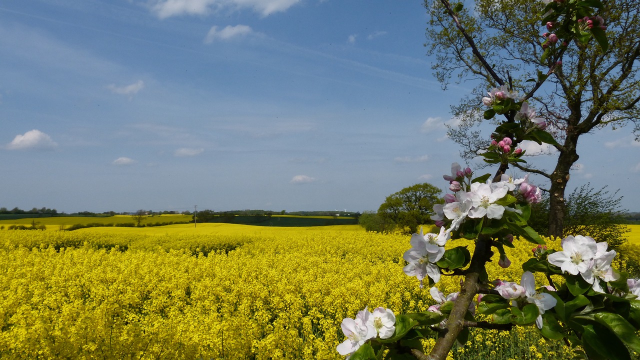 agriculture  nature  field free photo