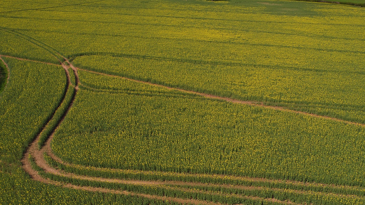 agriculture  field  nature free photo