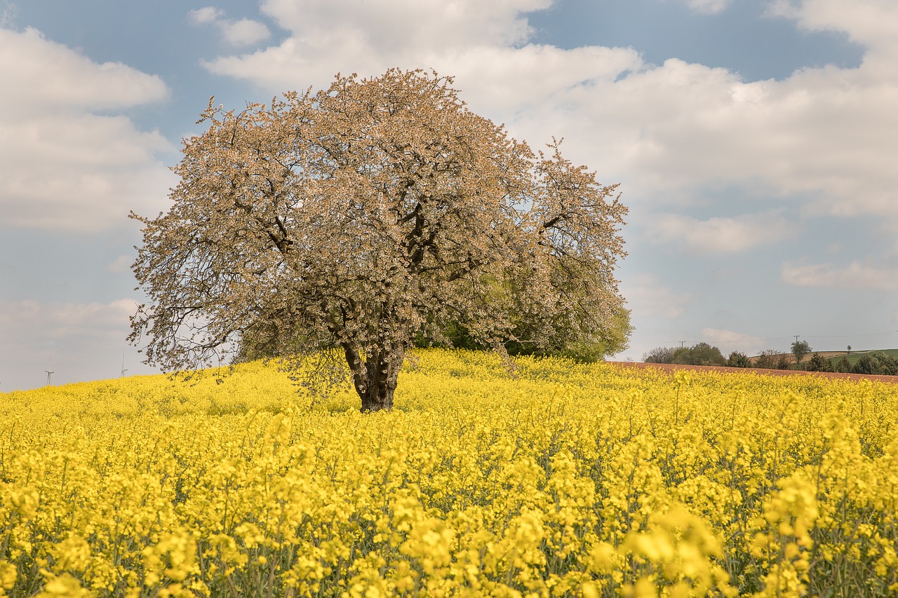 agriculture  landscape  field free photo