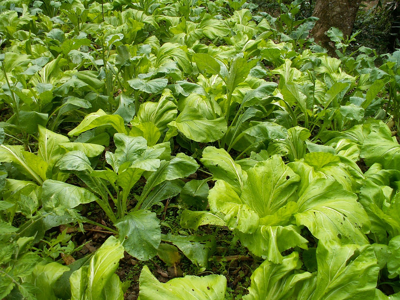 agriculture  leaf  plant free photo