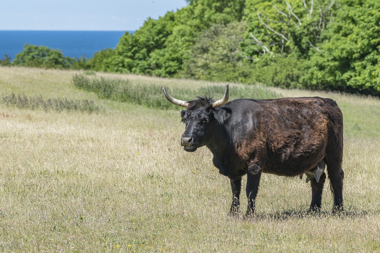 agriculture  cattle  cow free photo