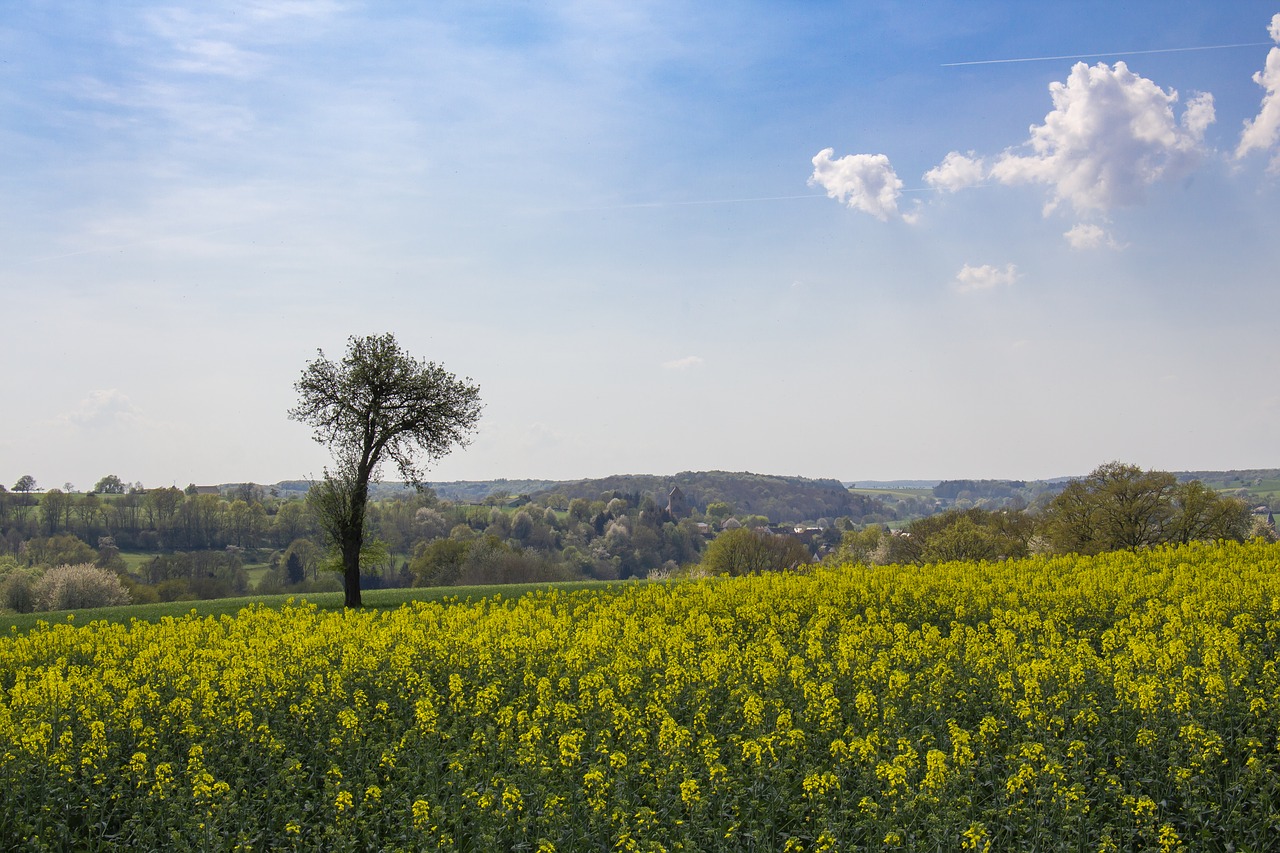 agriculture  landscape  field free photo