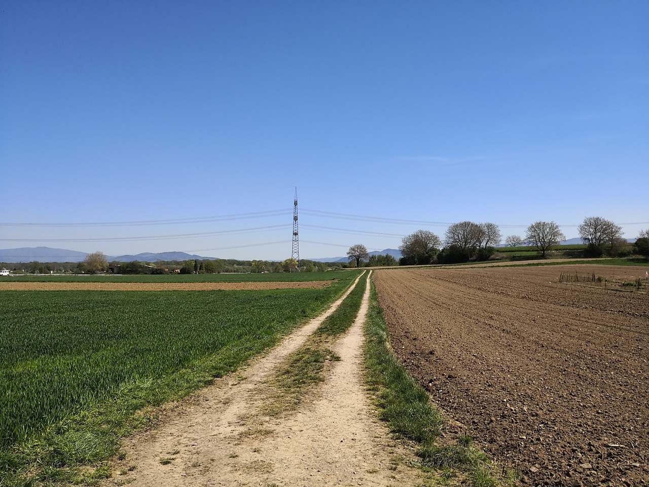 agriculture  farm  field free photo