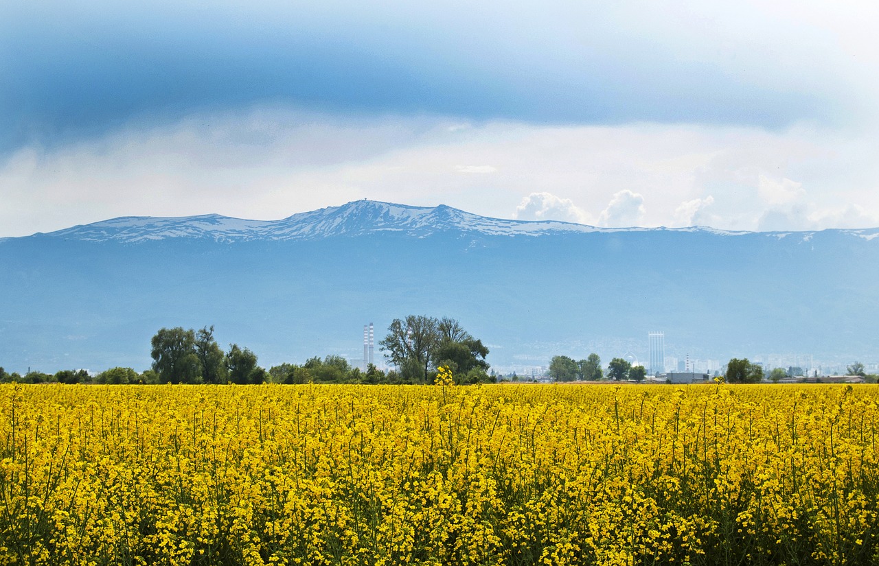 agriculture  crop  bulgaria free photo