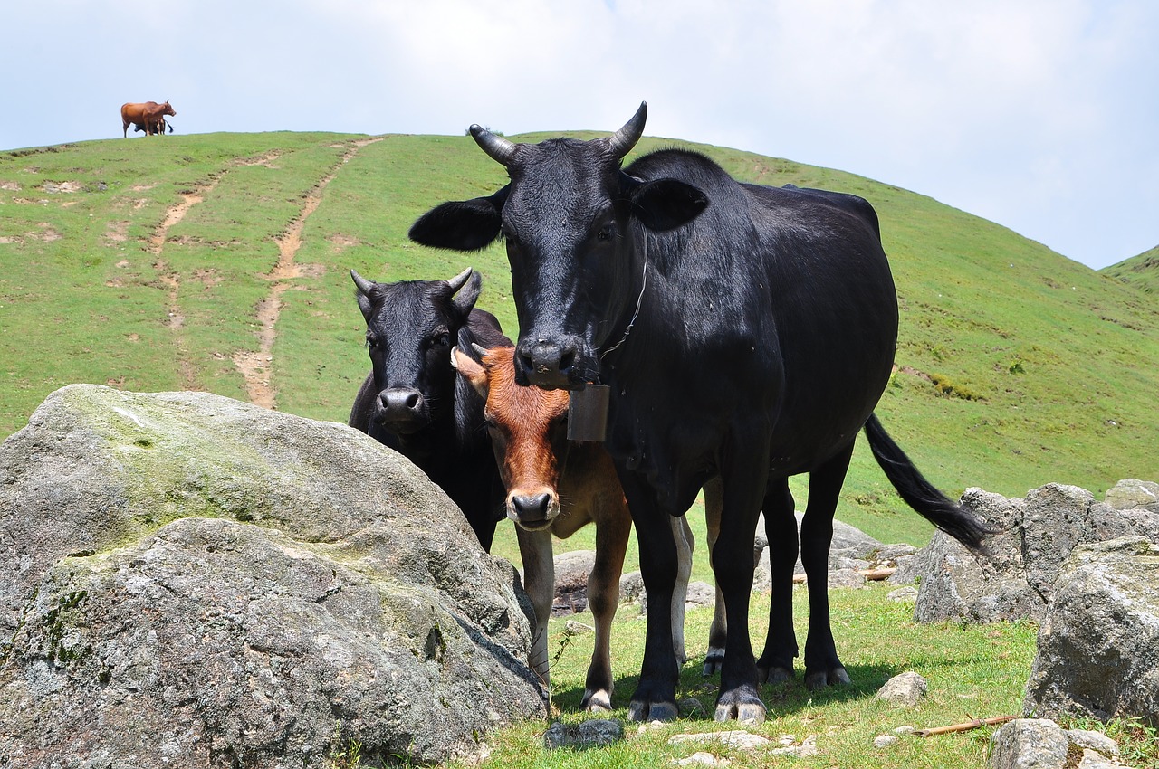 agriculture  grass  cow free photo