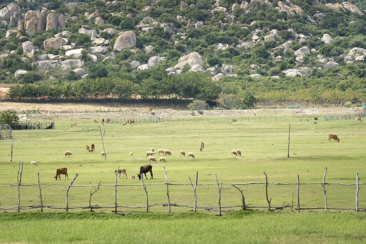 agriculture  farm  the morning free photo