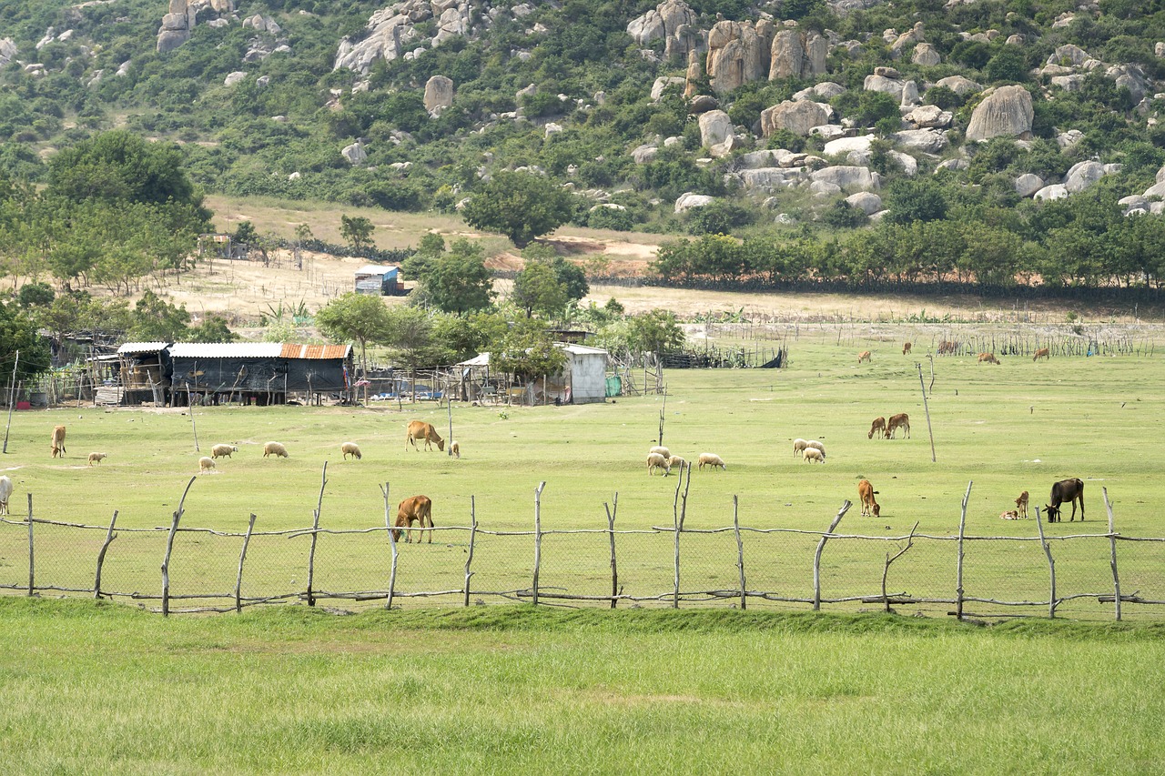 agriculture  farm  the morning free photo