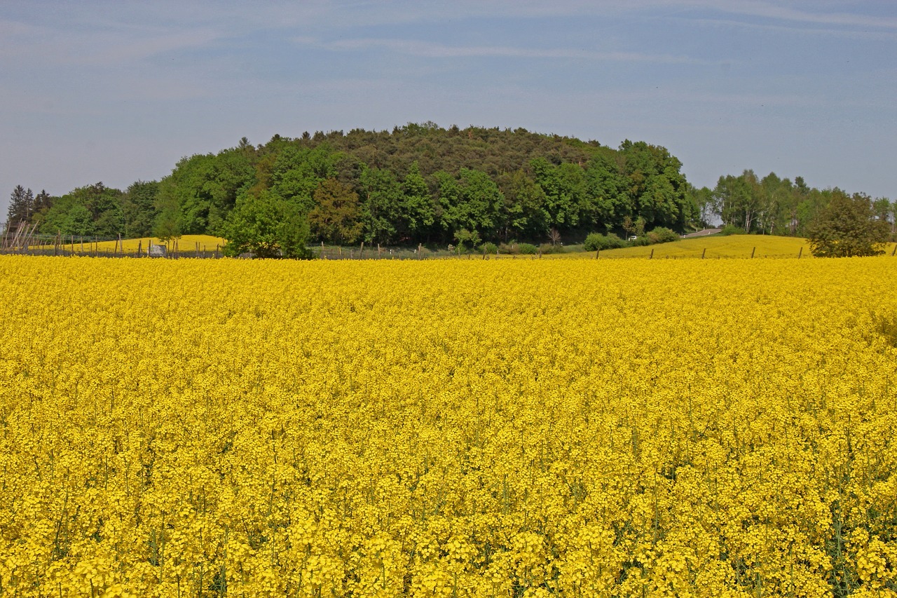 agriculture  field  harvest free photo