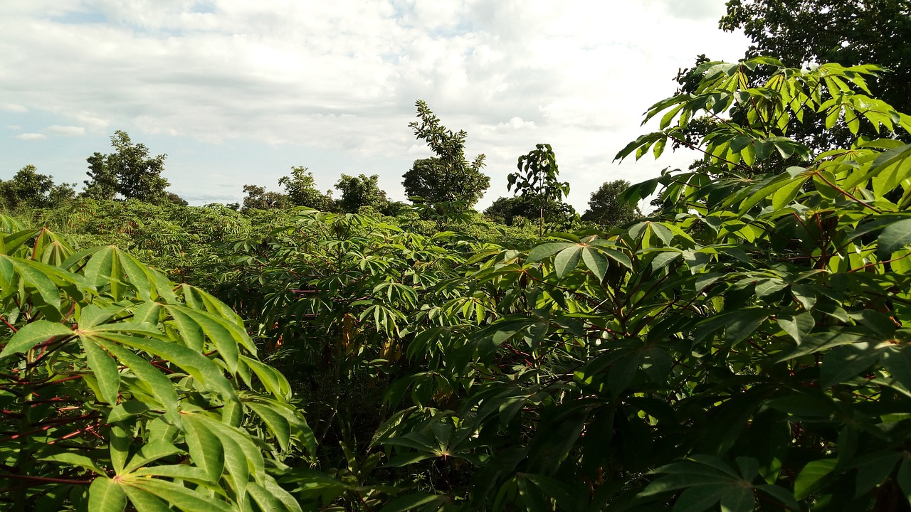 agriculture  nature  flora free photo