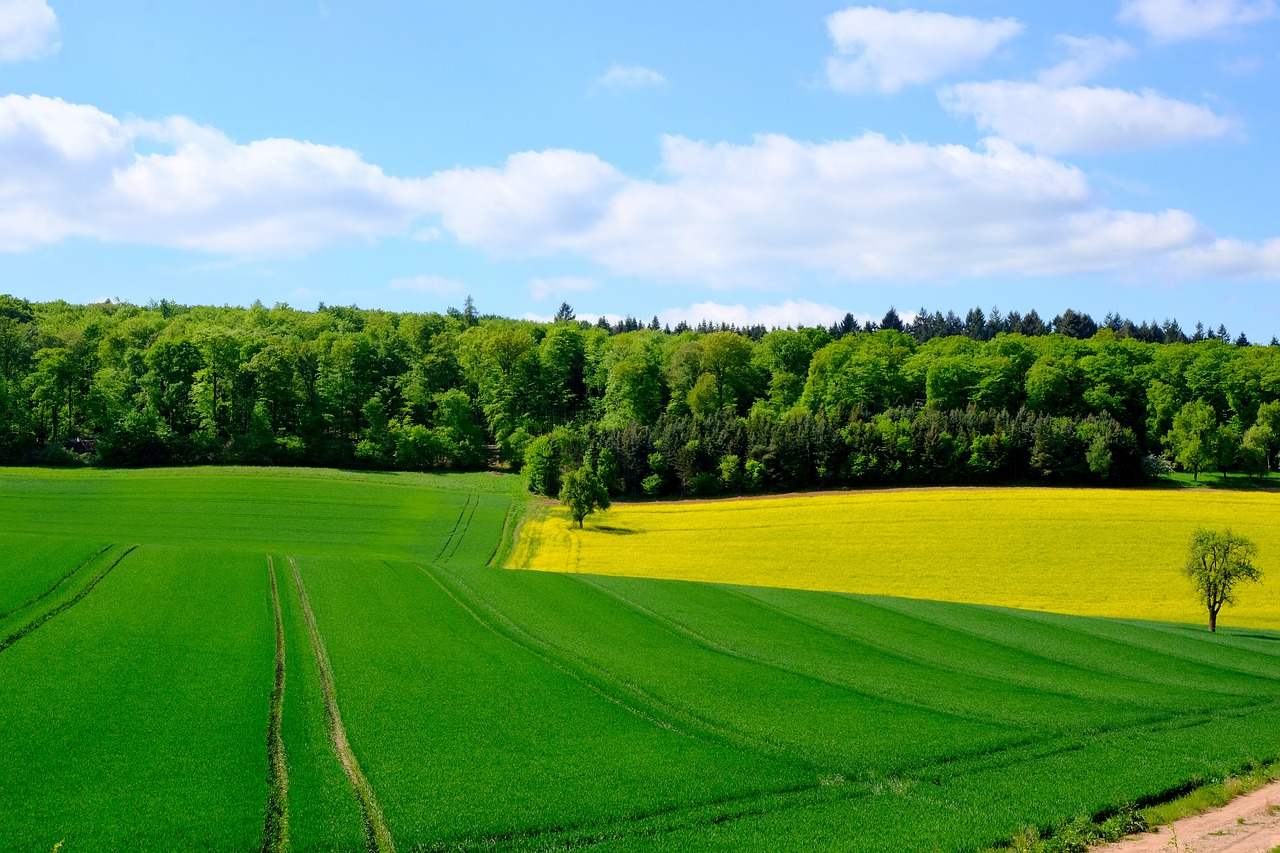 agriculture  field  landscape free photo