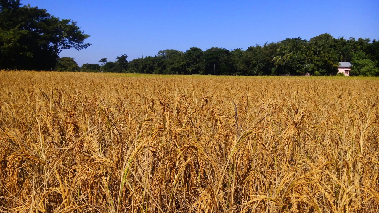 agriculture  rice  golden rice free photo