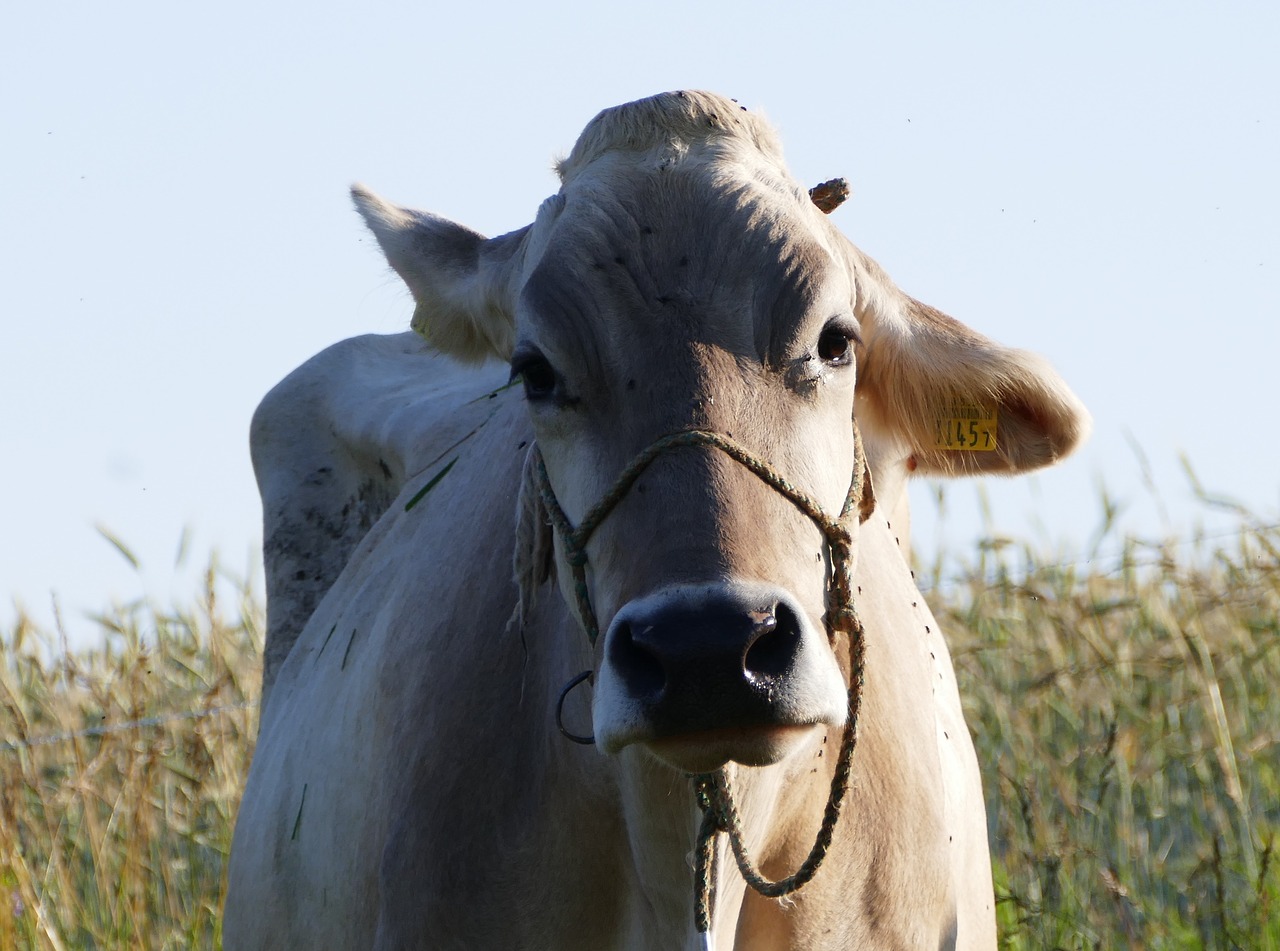agriculture  cow  morning free photo