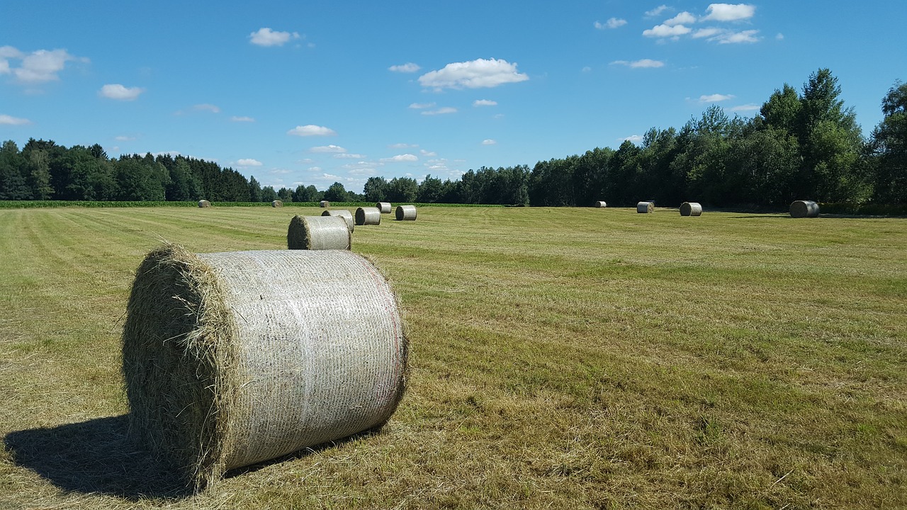agriculture  landscape  hay free photo