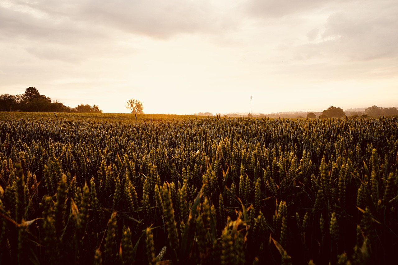 agriculture  farm  harvest free photo