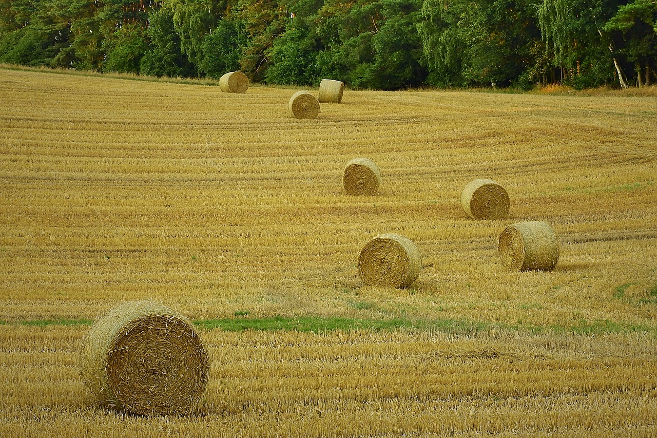 agriculture  harvest  field free photo