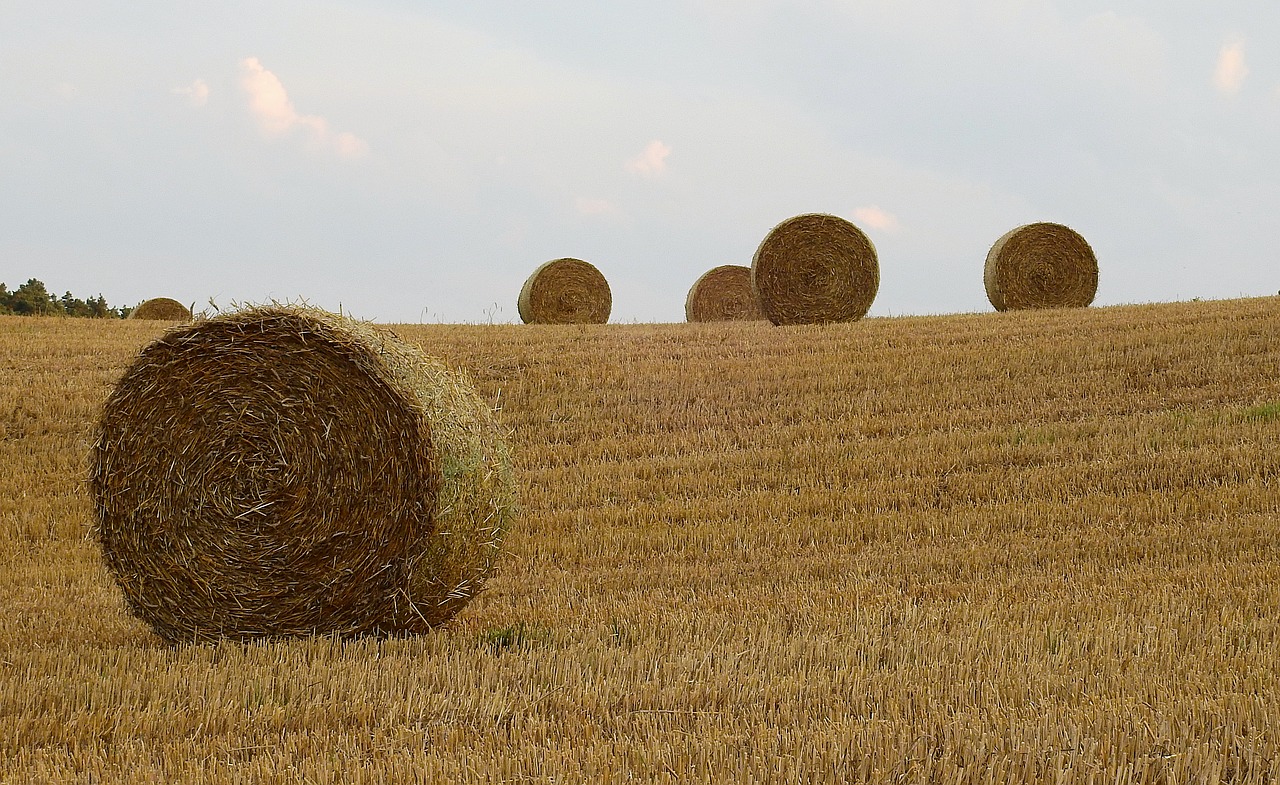 agriculture  harvest  field free photo