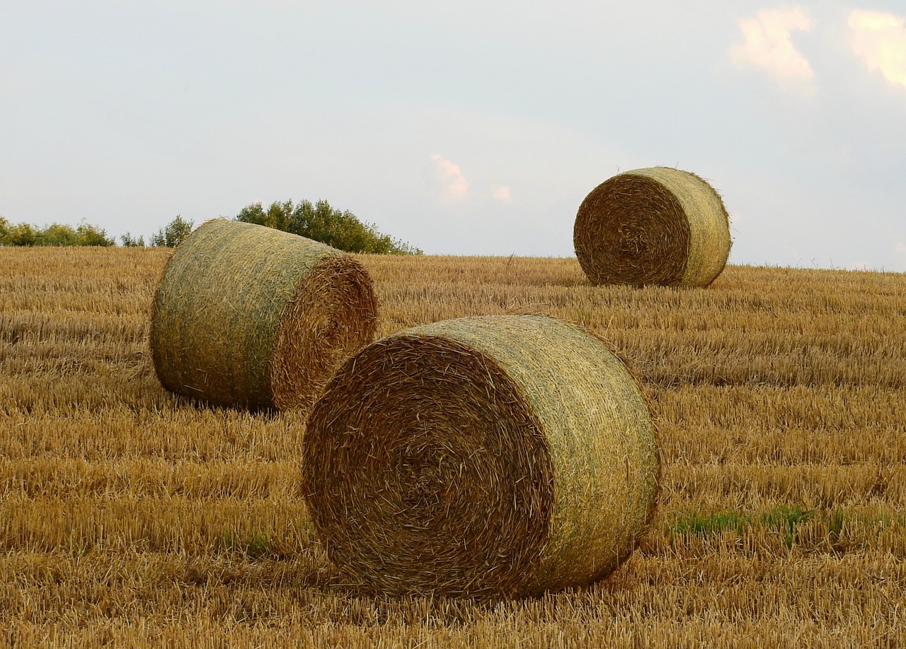 agriculture  harvest  field free photo