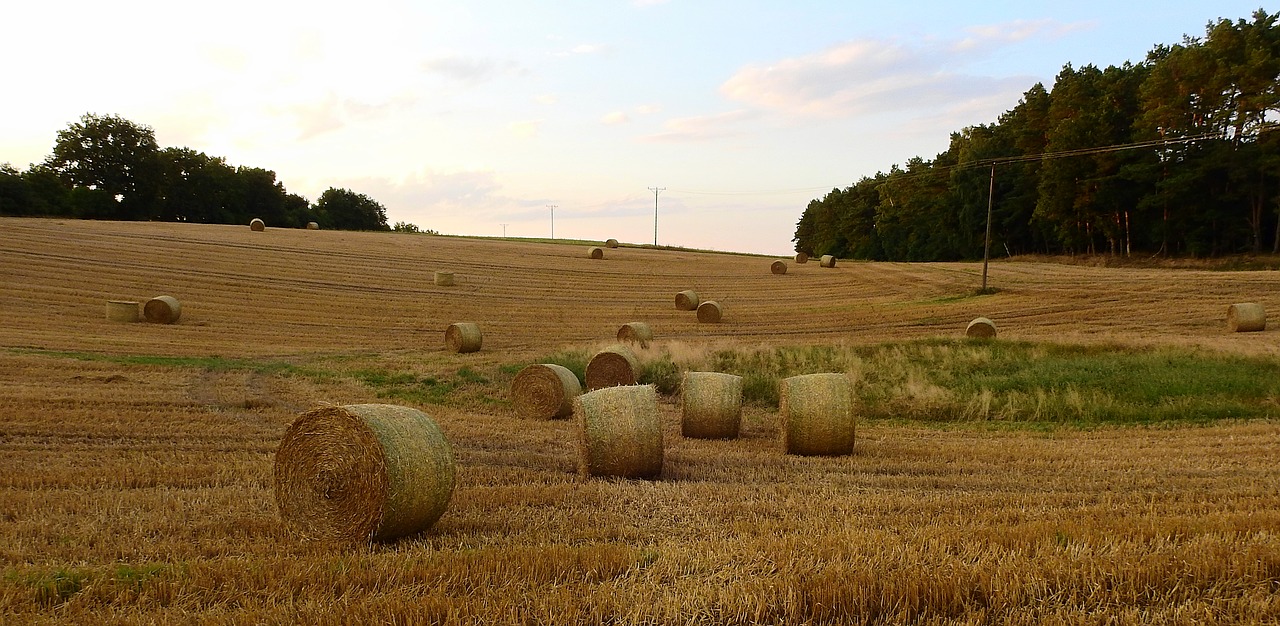 agriculture  field  landscape free photo