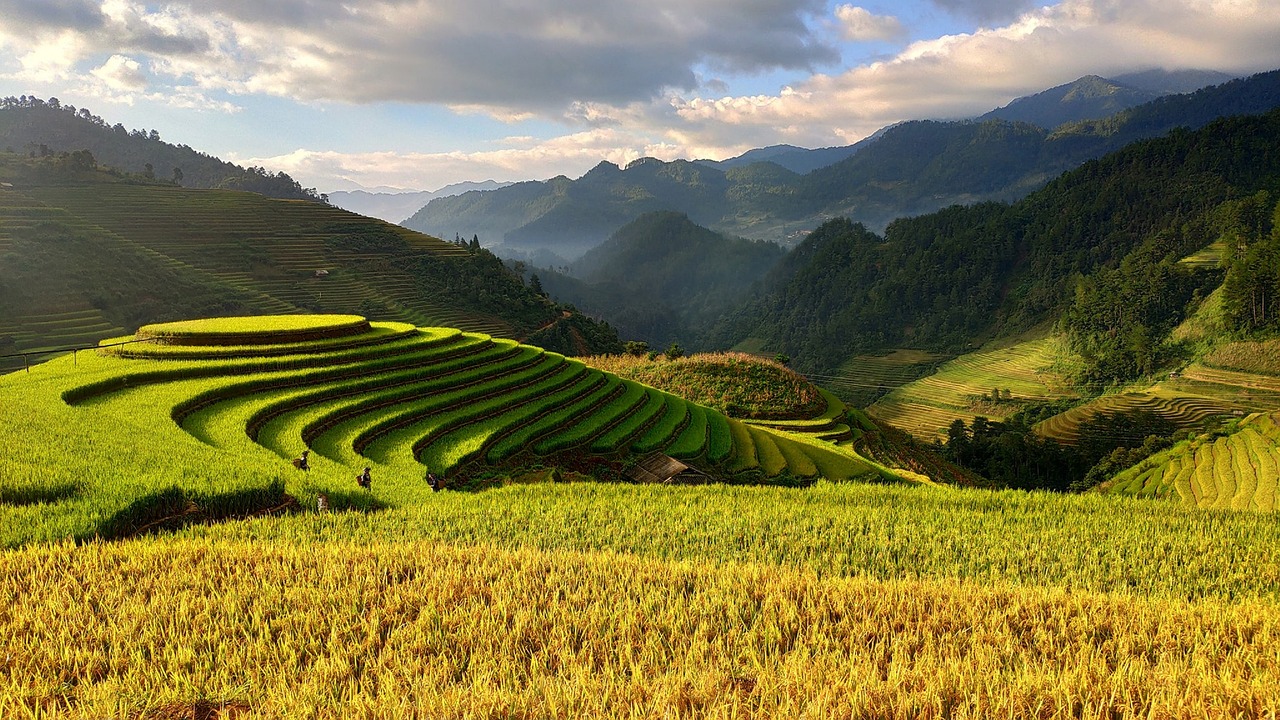 agriculture  vietnam  terraces free photo