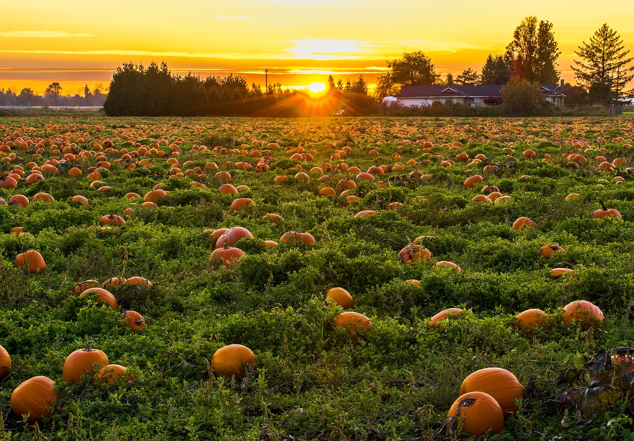 agriculture  autumn  british columbia free photo