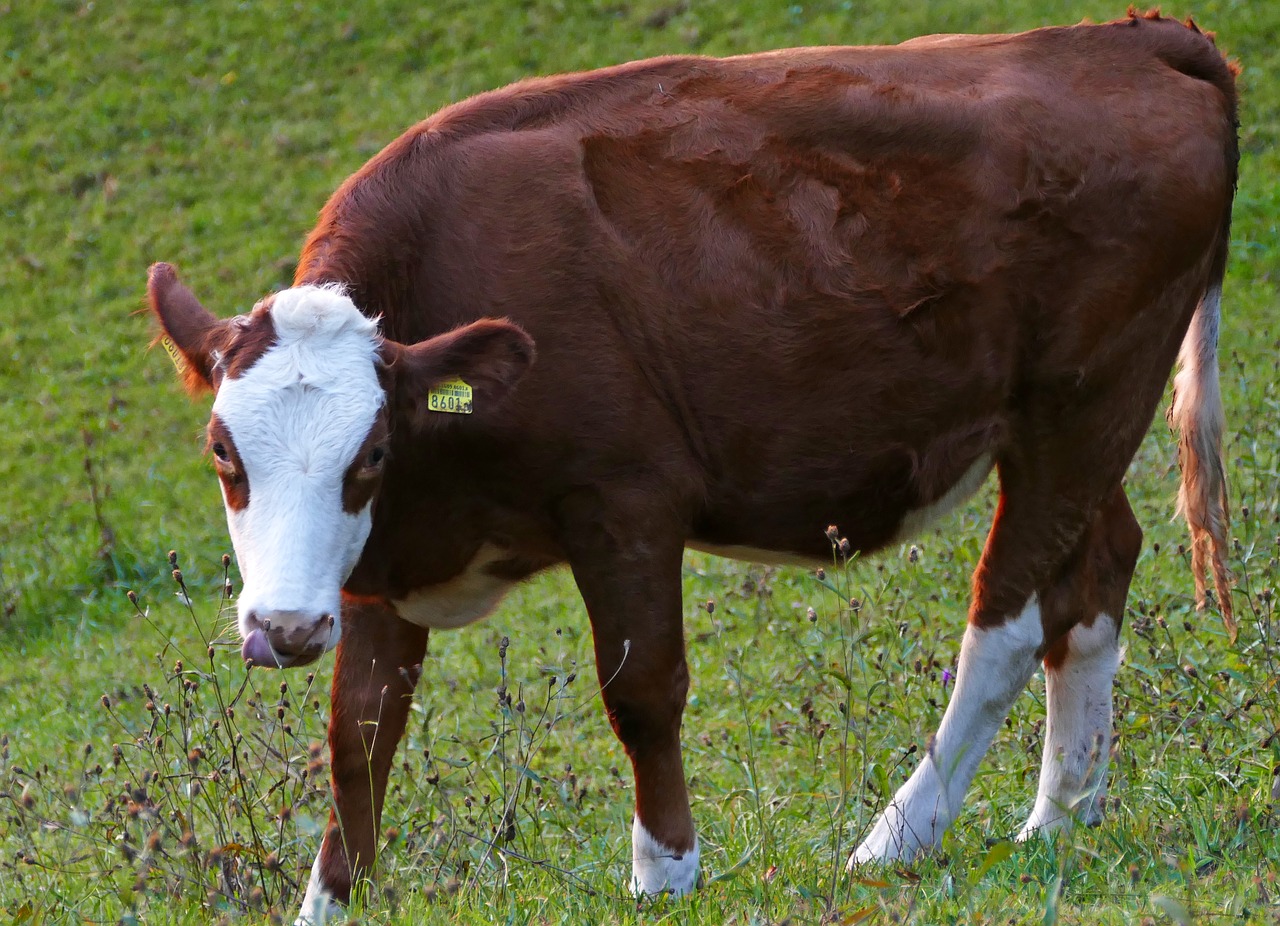 agriculture  beef  nature free photo