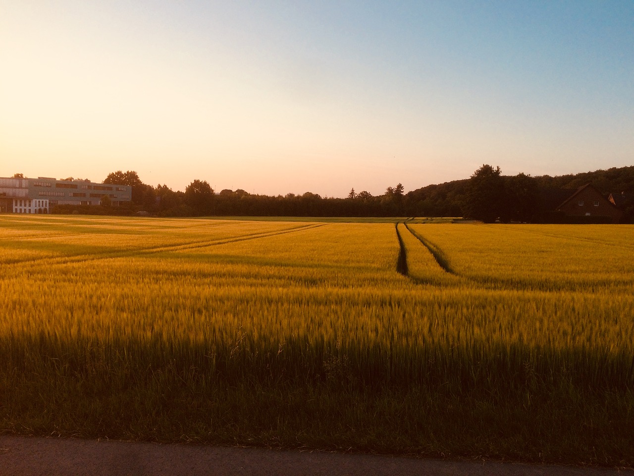 agriculture  field  cereals free photo