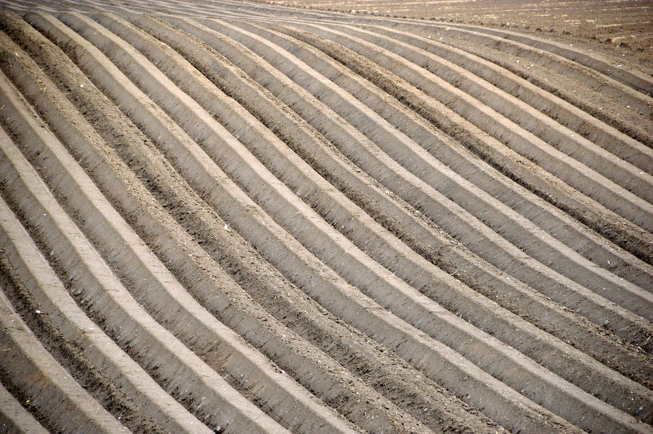 agriculture  field  harvest free photo