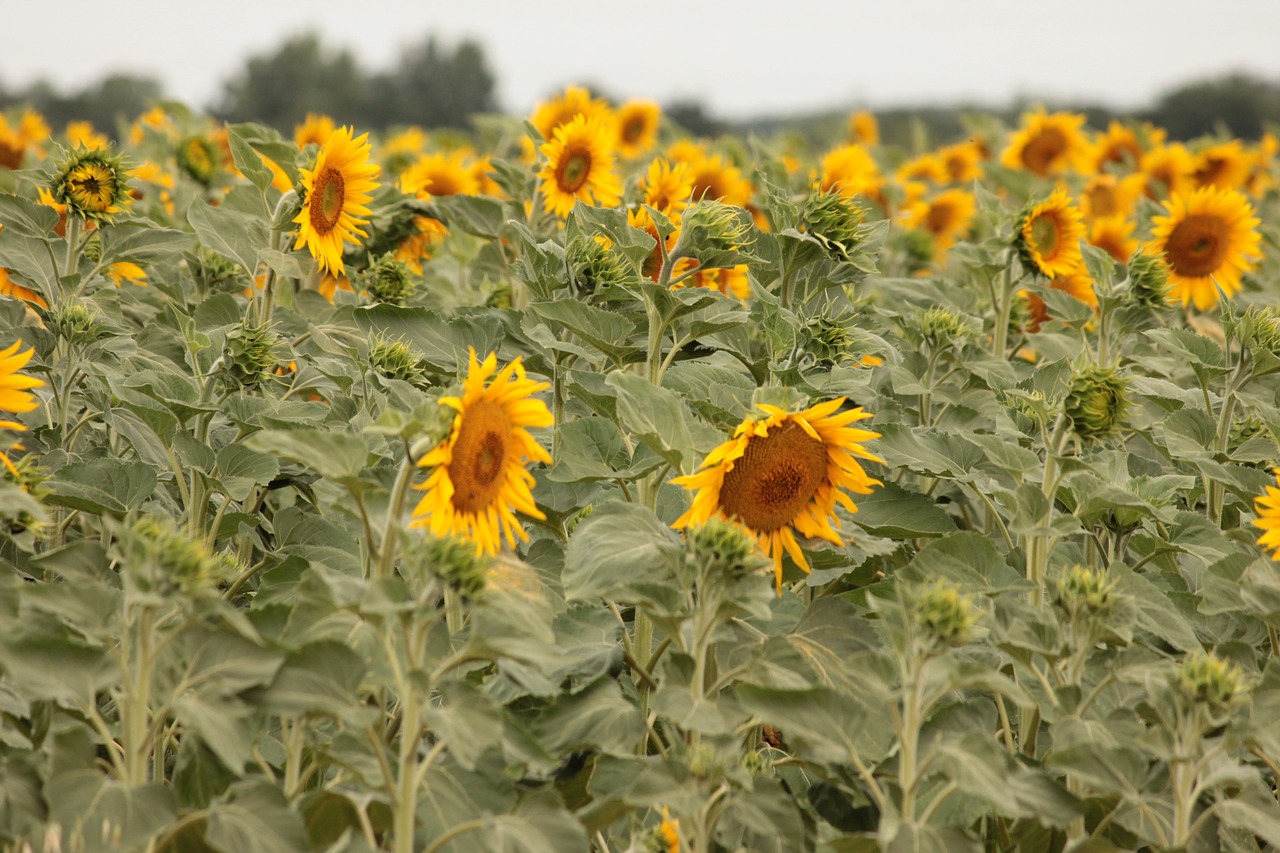 agriculture  sunflower  flower free photo