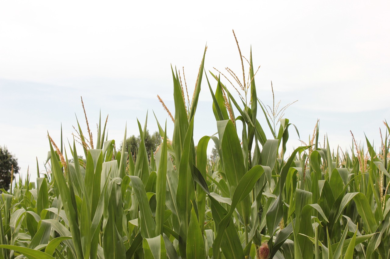 agriculture  corn  field free photo