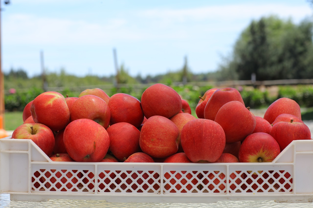 agriculture  fruit  apples free photo