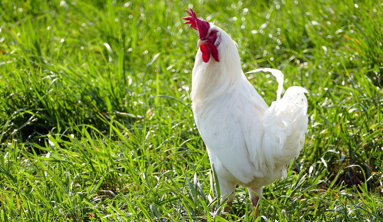 agriculture  poultry  hahn free photo