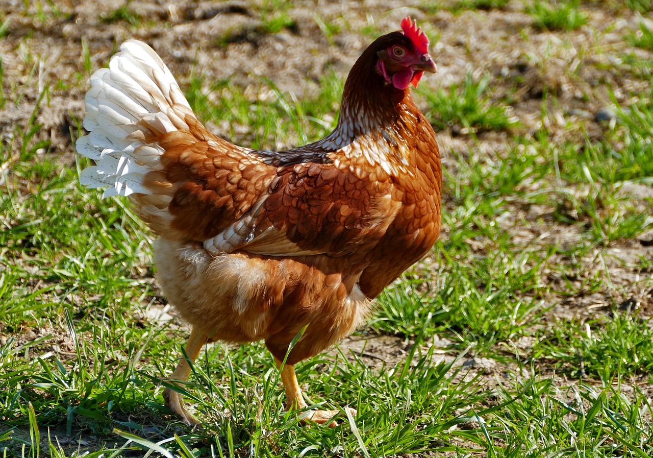 agriculture  poultry  chicken free photo