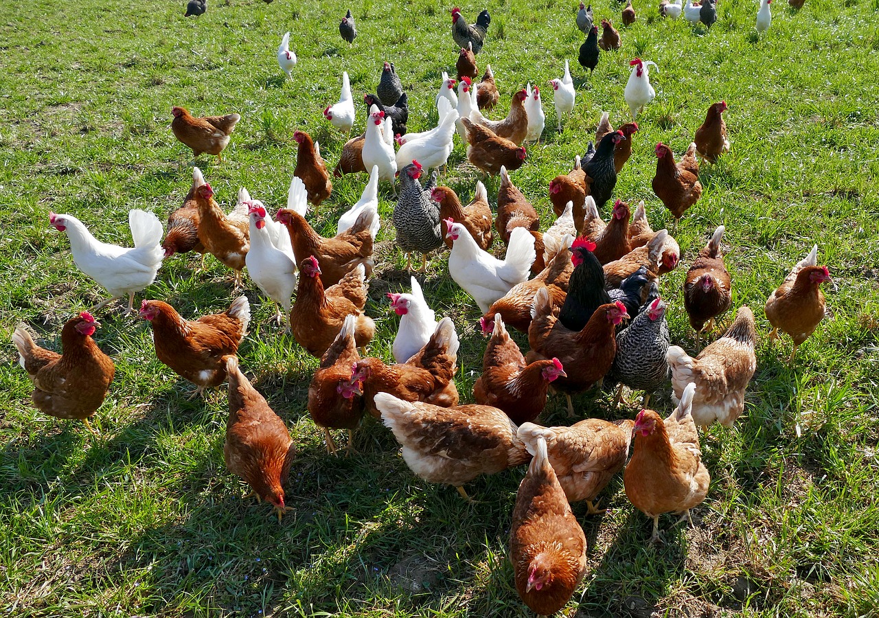 agriculture  poultry  chickens free photo