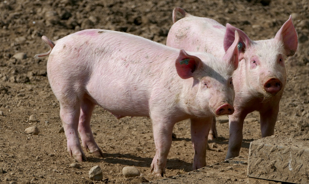 agriculture  animal husbandry  pigs free photo