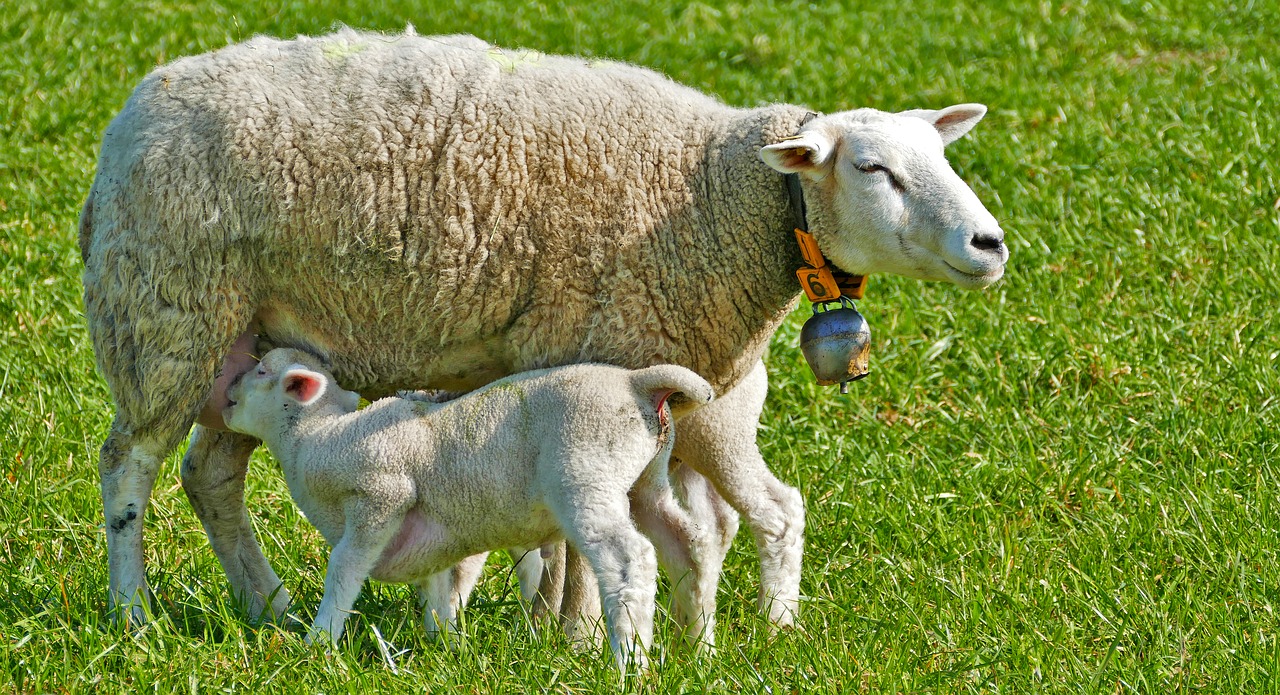 agriculture  animal husbandry  sheep free photo