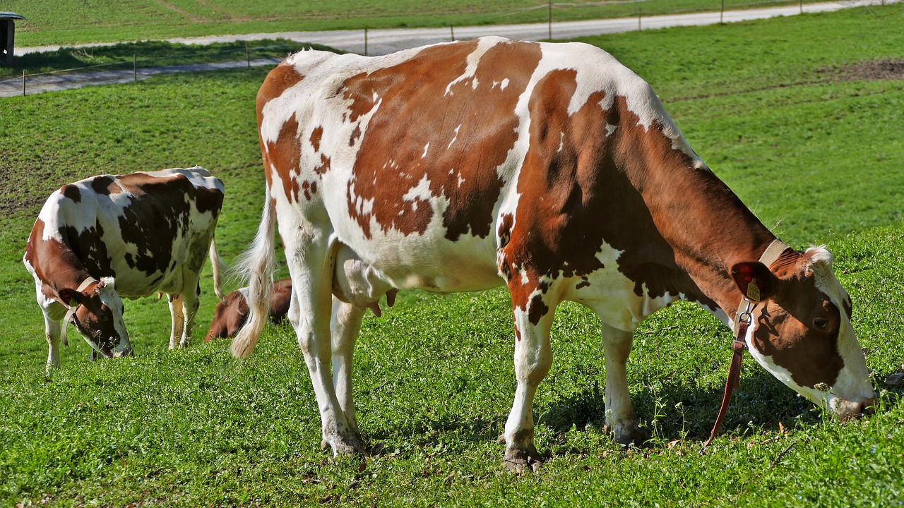 agriculture  nature  cows free photo