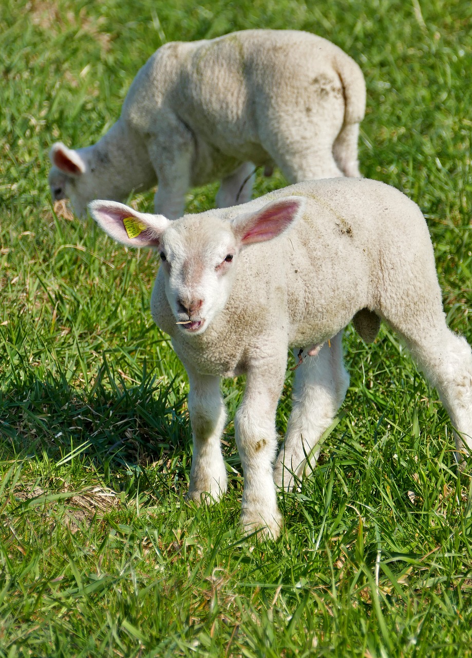 agriculture  cattle breeding  sheep free photo