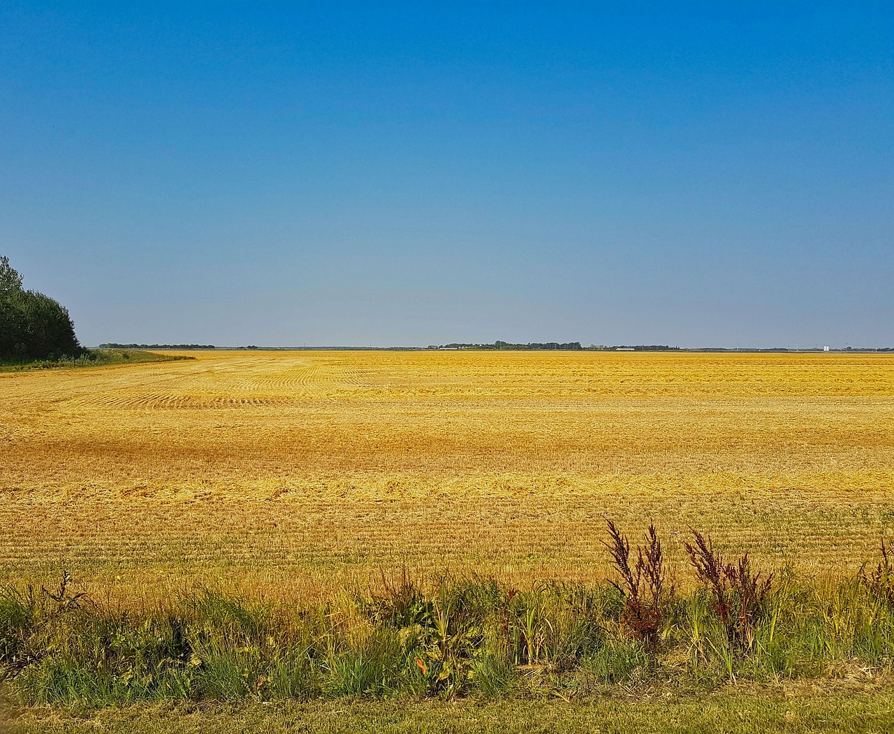 agriculture  wheat  field free photo