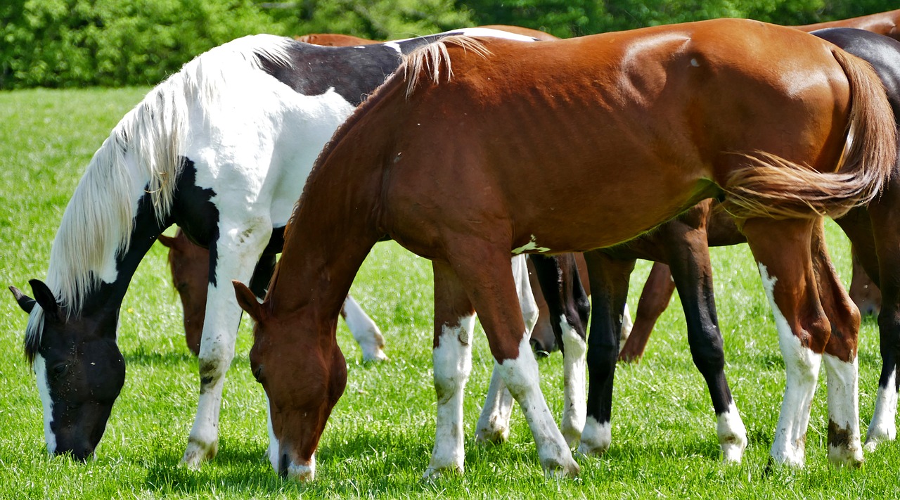 agriculture  cattle breeding  horses free photo