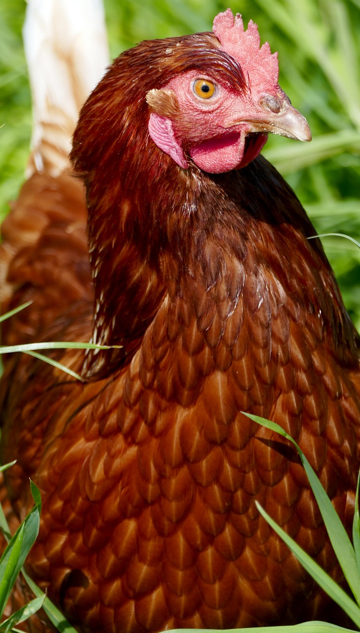 agriculture  poultry breeding  hen free photo