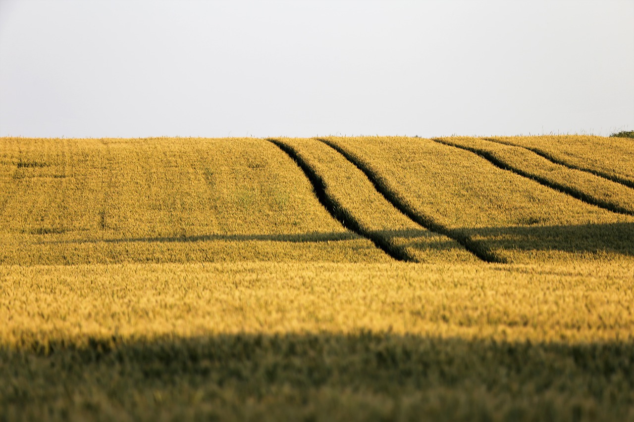 agriculture  wheat field  plant free photo