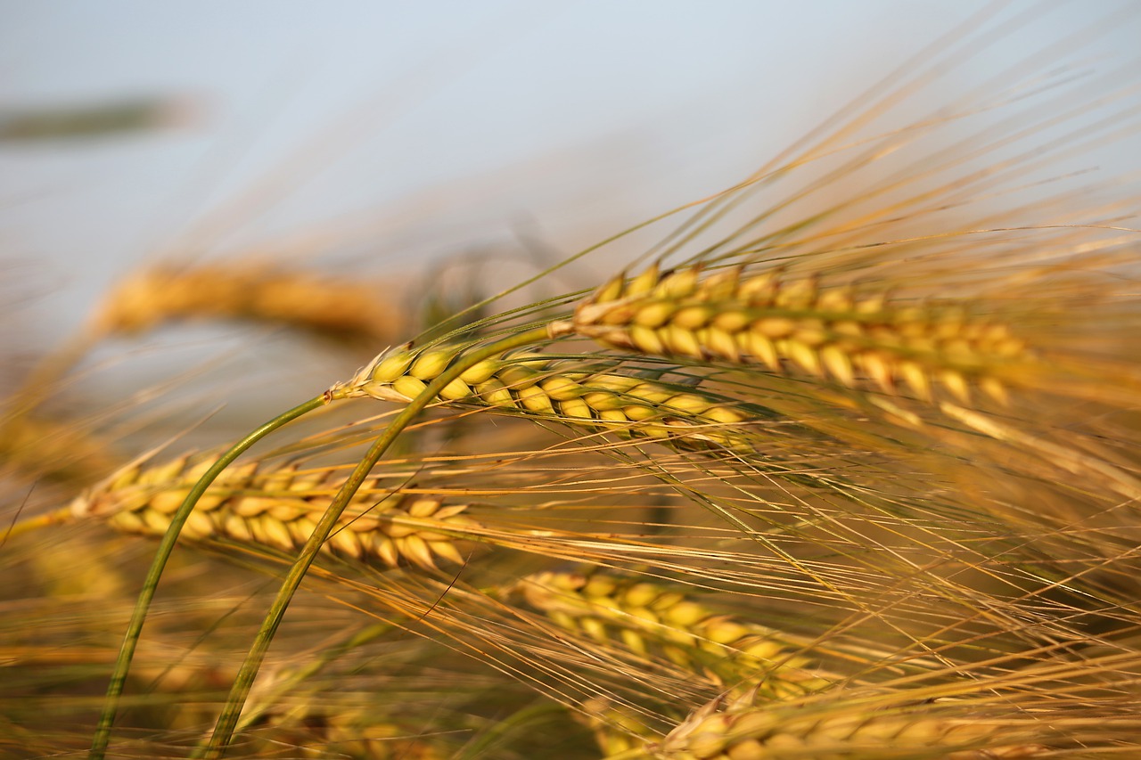 agriculture  barley in wind  plant free photo