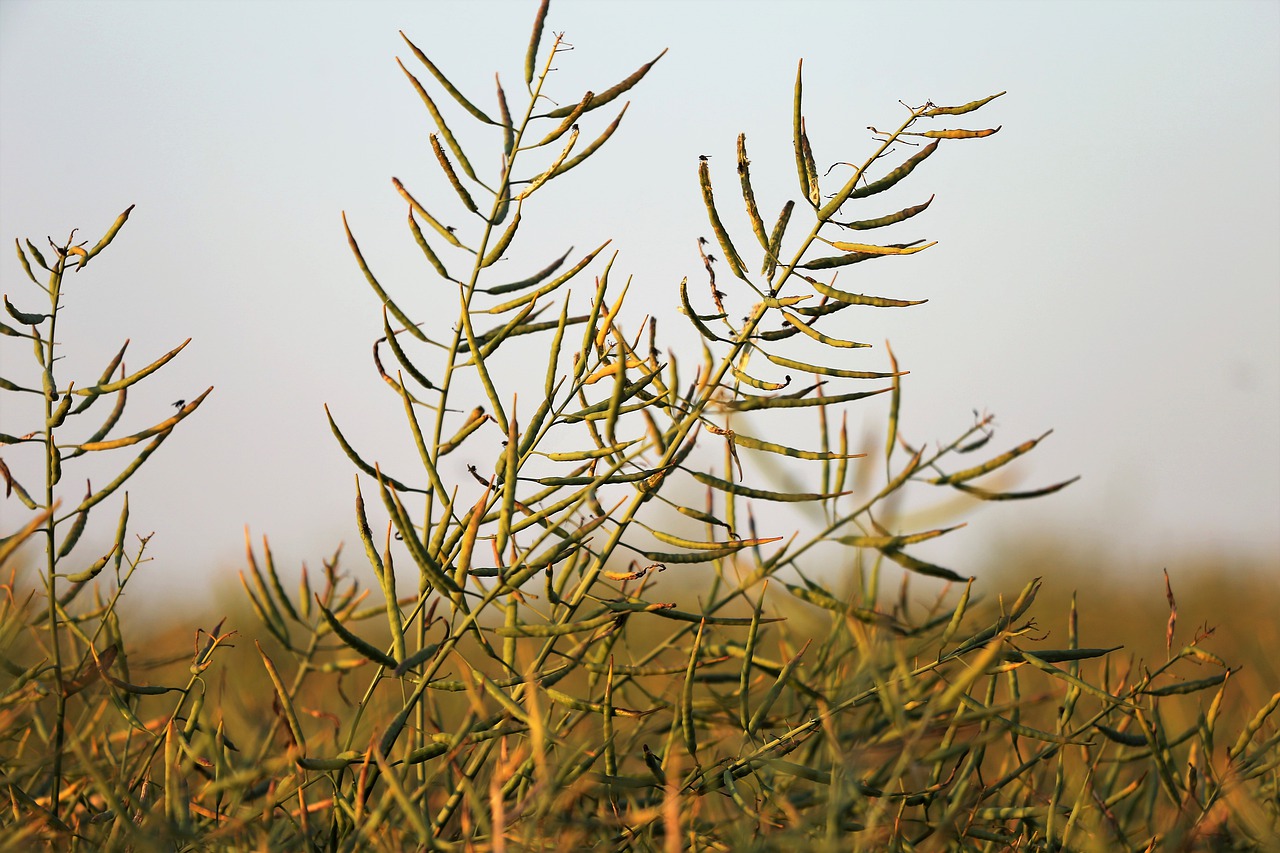 agriculture  rapeseed  evening free photo